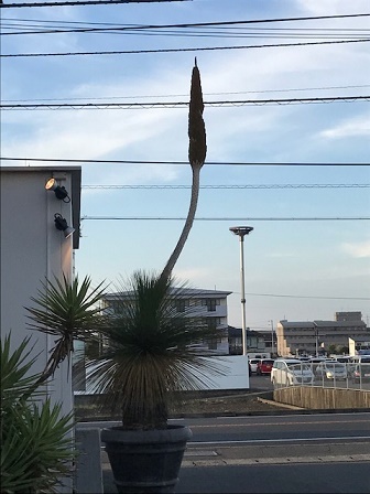 IMG_0268.JPG aya.JPG